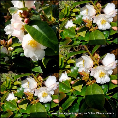 Camellia Snow Drop x 1 Plant Scented Pink White Flowering Plants Hedge Cottage Garden Shrubs Shade Evergreen pitardii x fraterna Hybrid